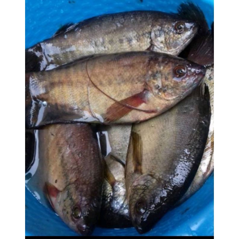 

[PALEMBANG] IKAN SEPAT SEGAR 500GR - SAYUR BUAH IKAN SEGAR ONLINE