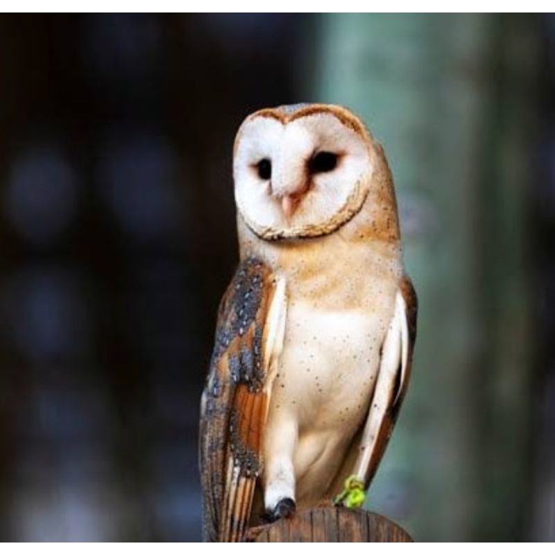 tyto alba