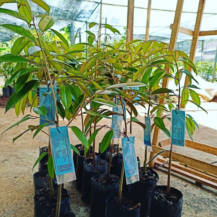 bibit durian super tembaga bangka