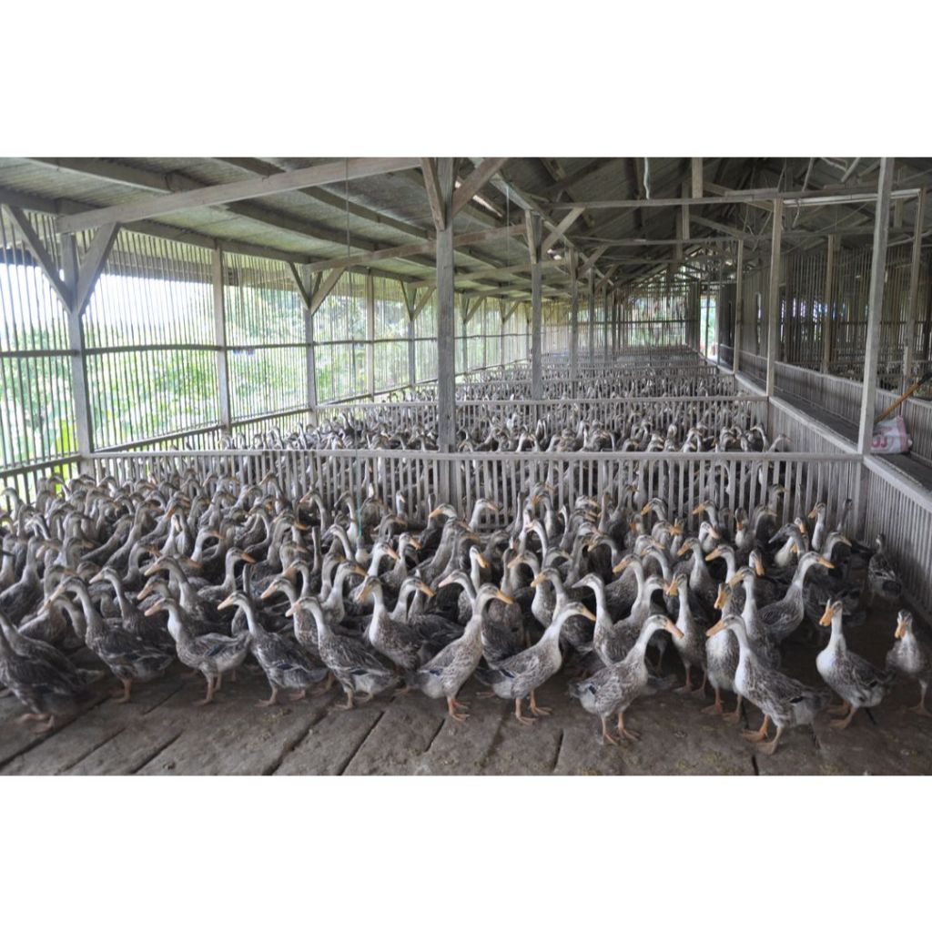 Nobira98 Pur Konsentrat Bebek Itik Petelur Cp144 Original 1Kg