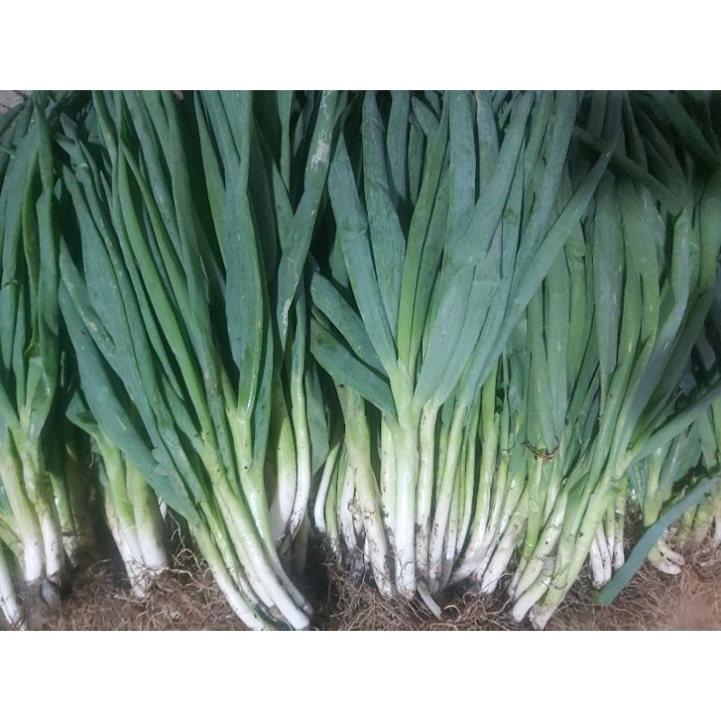 

Bawang Daun 1kg