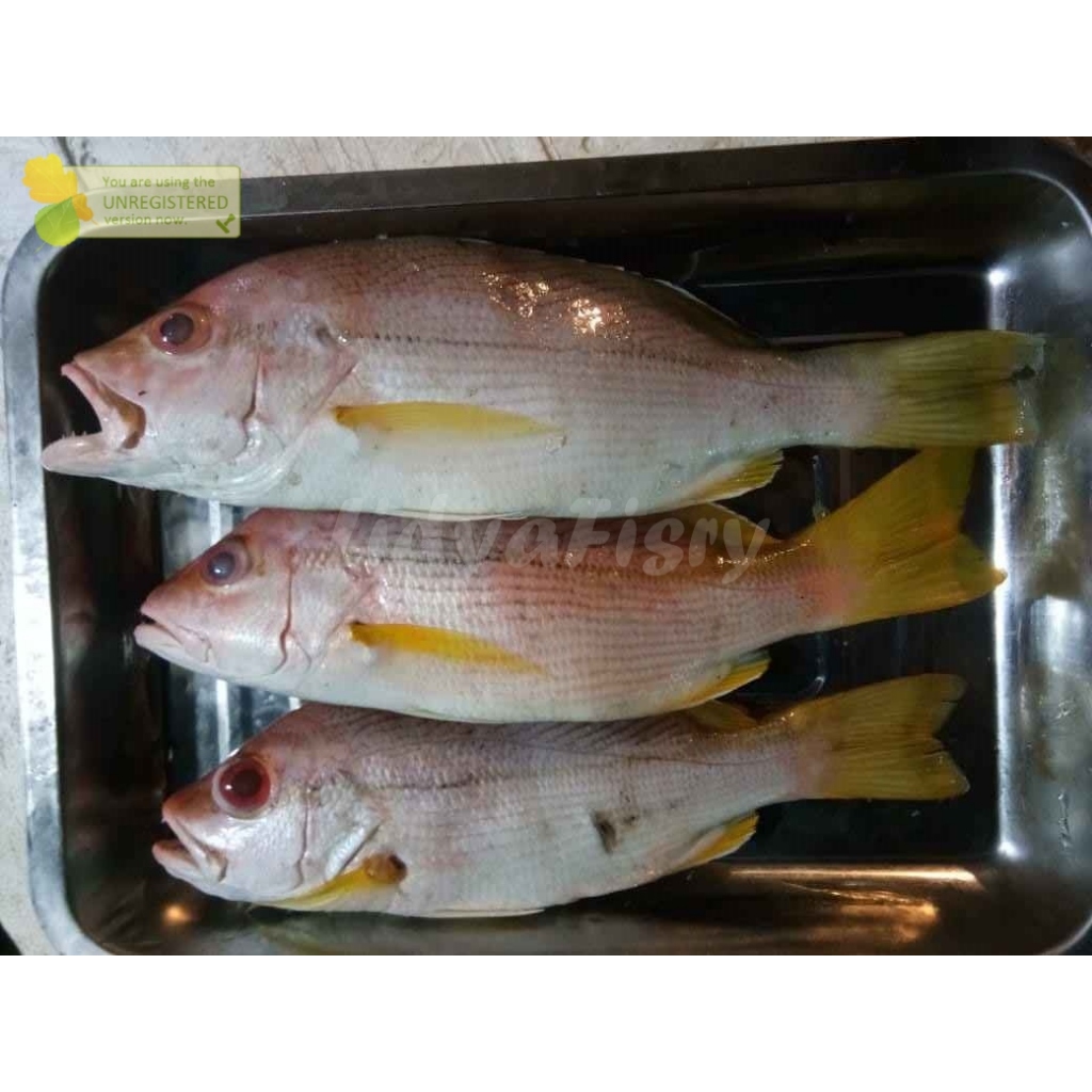 

Ikan Kuniran 1Kg Ikan Kuniran Segar Seafood Ikan Laut Segar