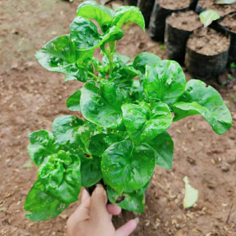 BAYAM BRAZIL-Bibit Tanaman Bayam Brazil