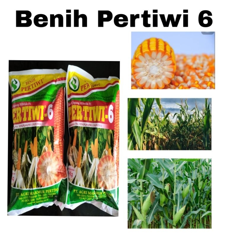 Benih Jagung Pertiwi 6 (1 KG) Cap Benih Pertiwi