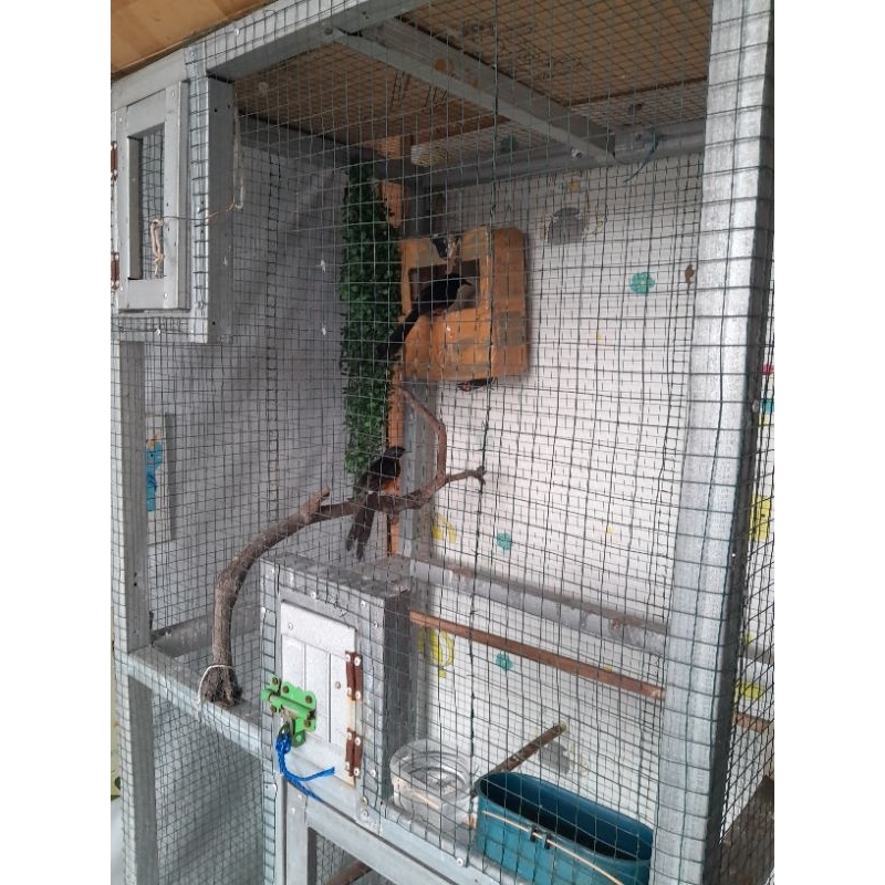 murai batu sepasang produksi