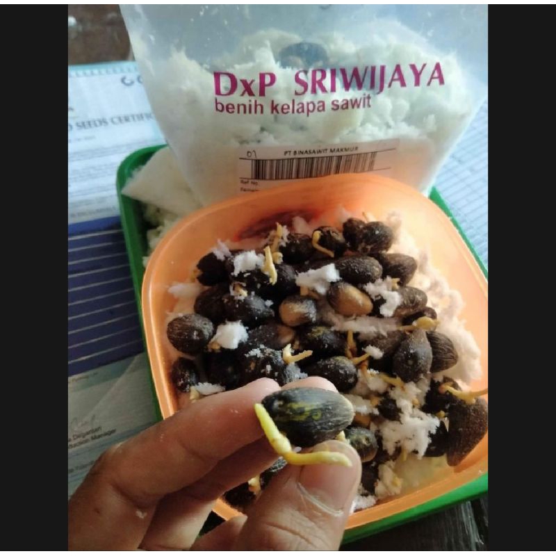 benih sawit DxP SRIWIJAYA 5 UNGGUL