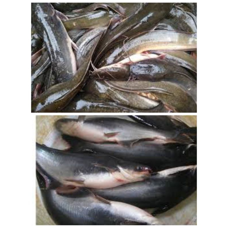 

Ikan lele, ikan patin