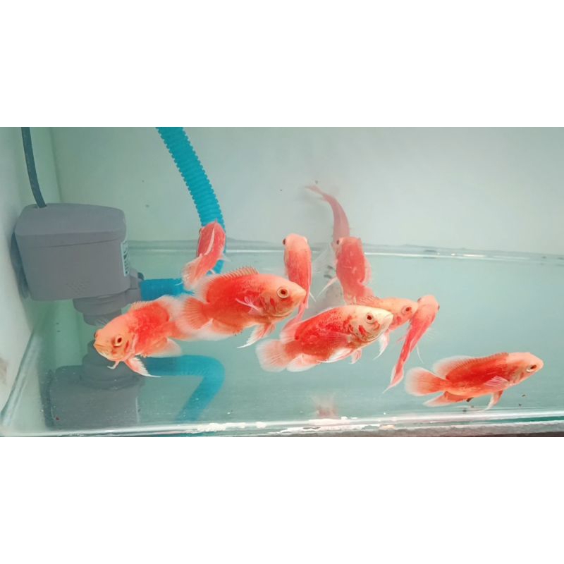 ikan Oscar Paris Albino Red