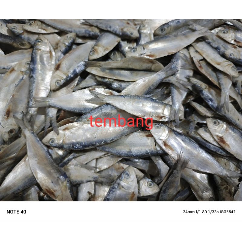 

ikan asin tembang 250 gram