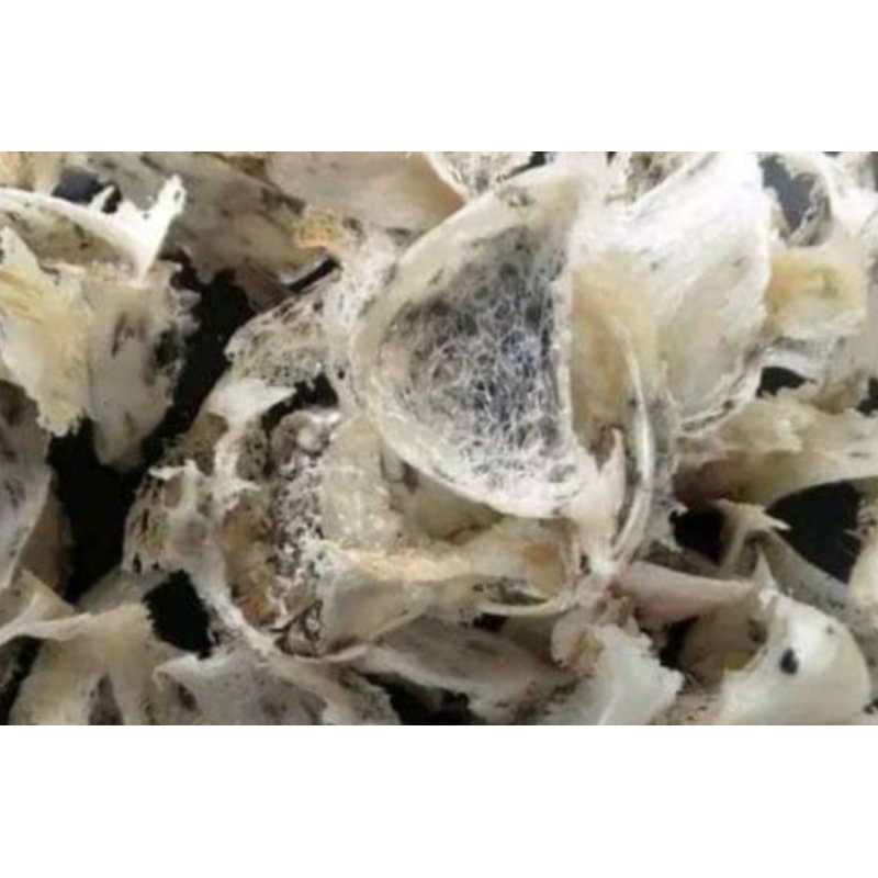 

sarangwalet patahanbesar / 10 gram