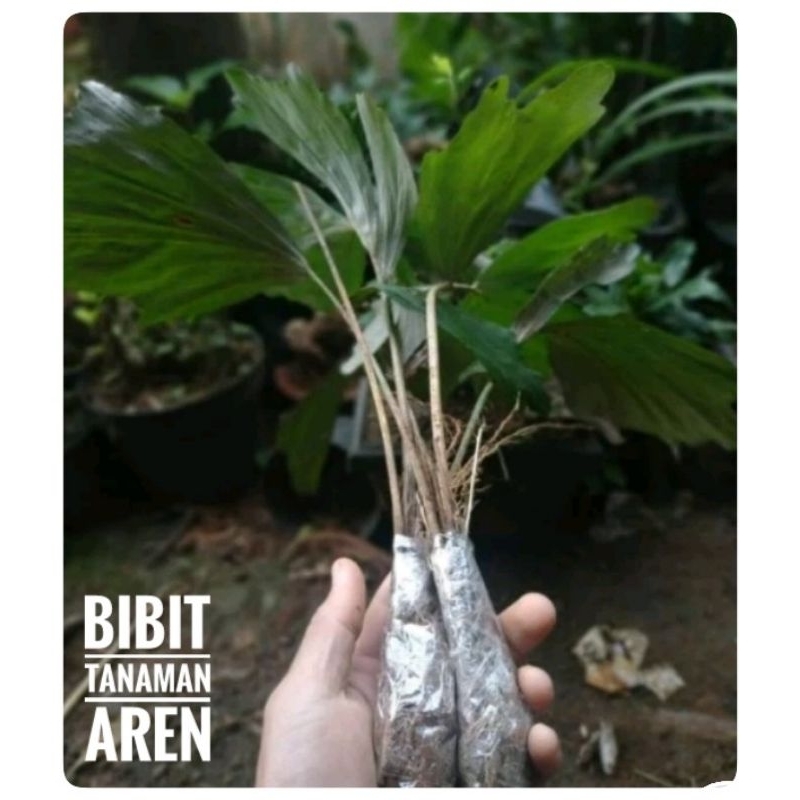 BIBIT TANAMAN AREN / BIBIT POHON AREN / BENIH POHON AREN / BIBIT AREN GENJAH