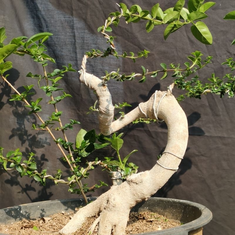 Bahan Bonsai Sancang Unikk 3