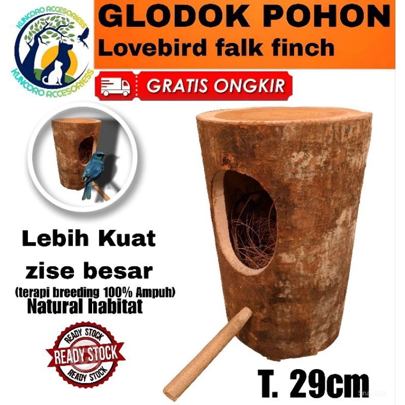 GLODOK POHON KAYU MAHONI MURAI KACER JALAK CUCAK IJO FINCH BATANG POHON ASLI