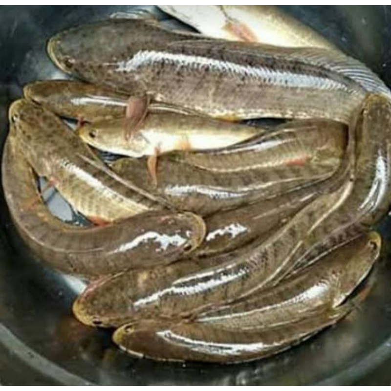 

Ikan Gabus Segar 500Gr