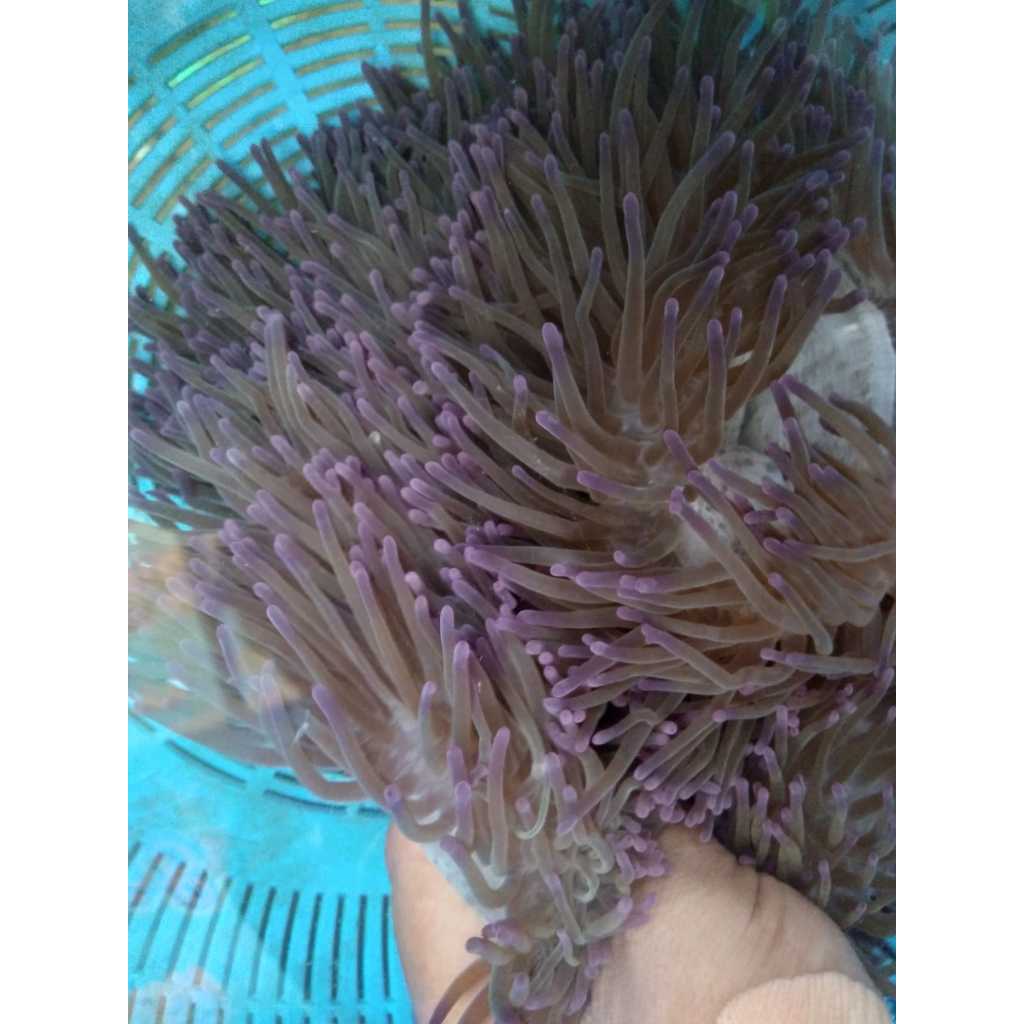 Anemon CLOWN Tip UNGU - Purple Tip Clown L.T. Anemone