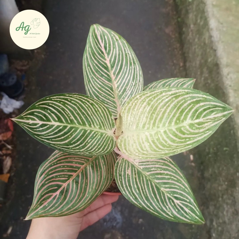 aglonema golden hope