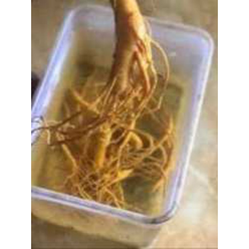 

Air Rendaman Ginseng