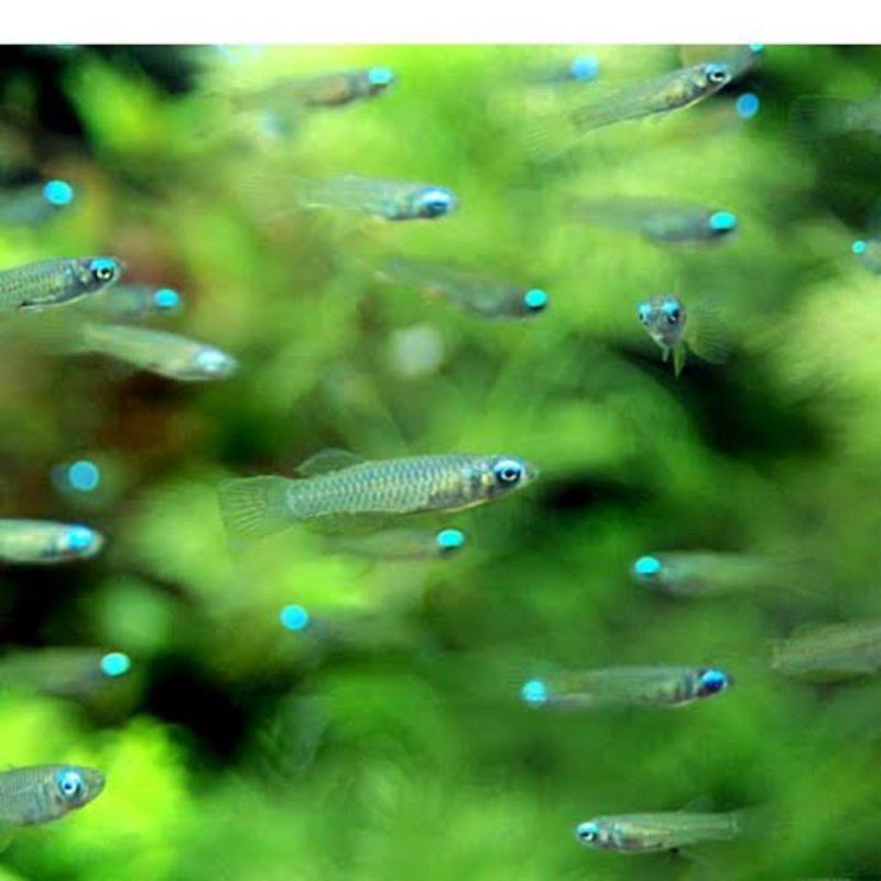 ikan tetra blue eye