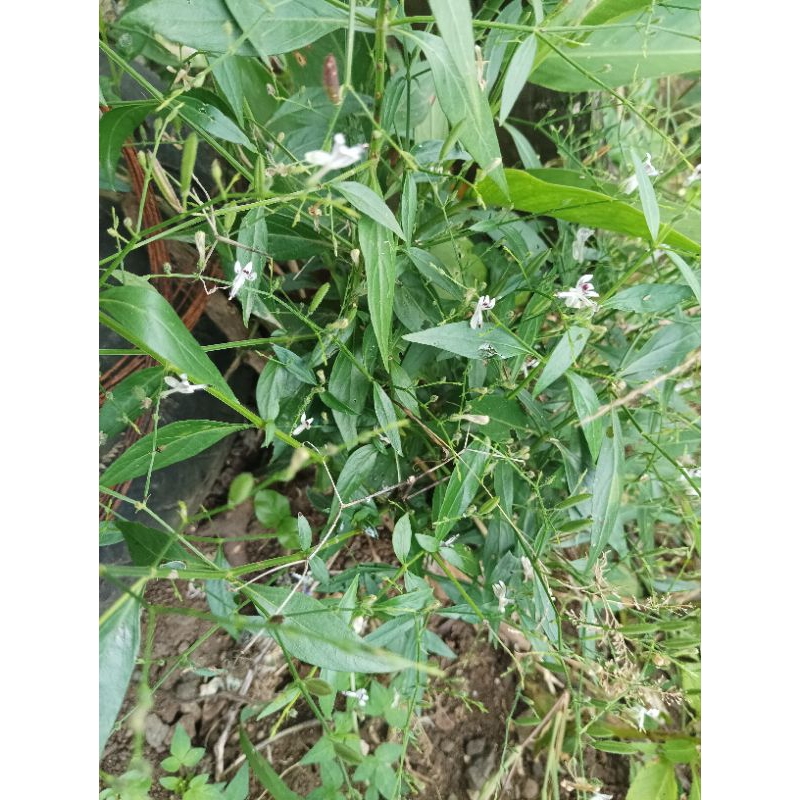 

Daun samilata / samiloto 100gr