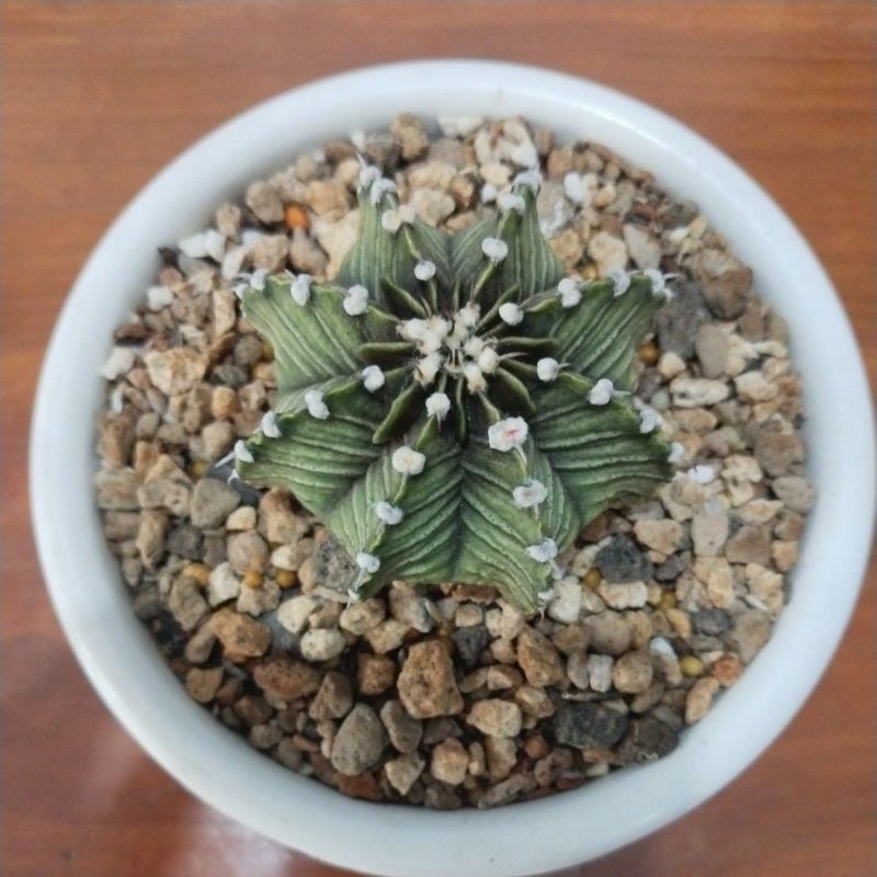 LB HYbrid single spine