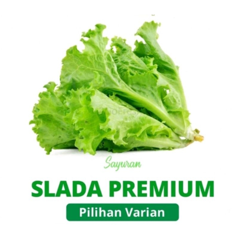 

sayur selada hidroponik