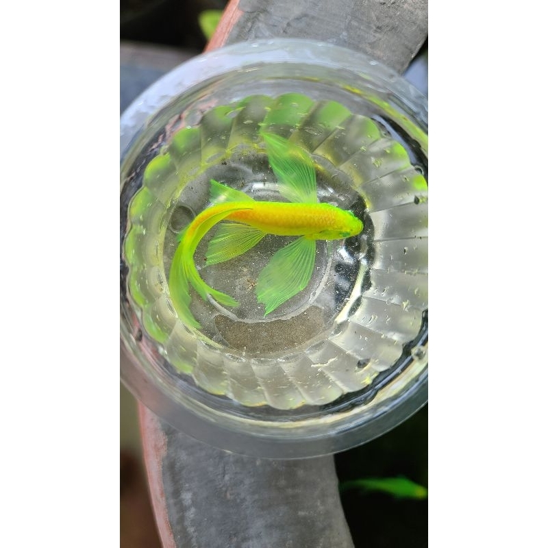 Ikan danio slayer