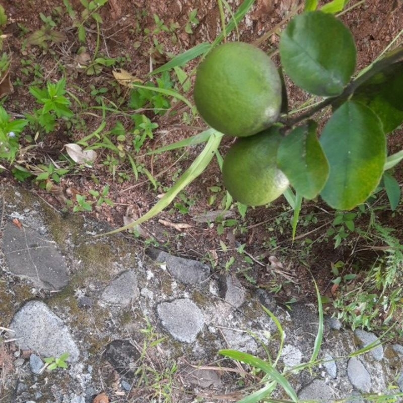 

lemon california lokal