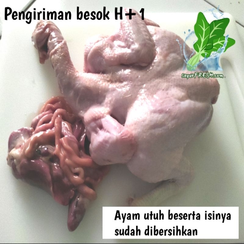 

Ayam Segar Utuh Komplit Beserta Jeroan