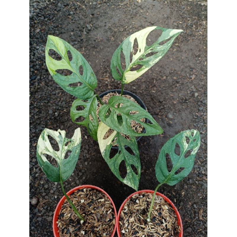 janbol japan variegata yellow (acuminata)