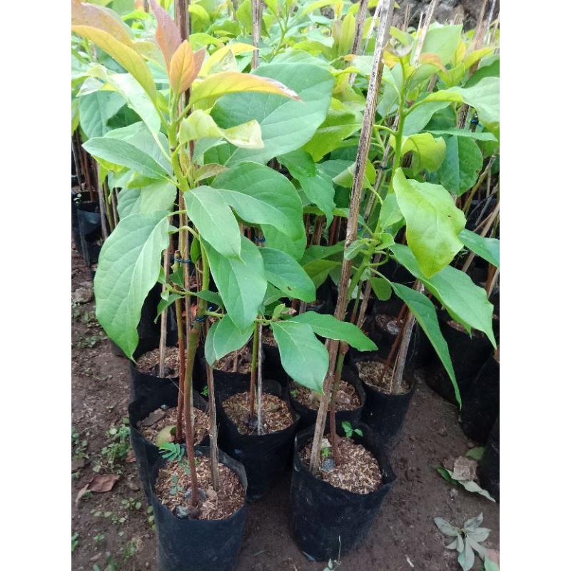Bibit alpukat siger 1 /sibatu  asli lampung timur ****tinggi 60-70cm
