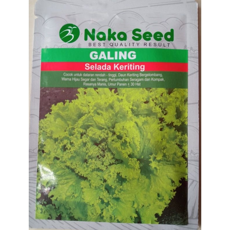 Bibit benih selada keriting bokor super galing Naka seed
