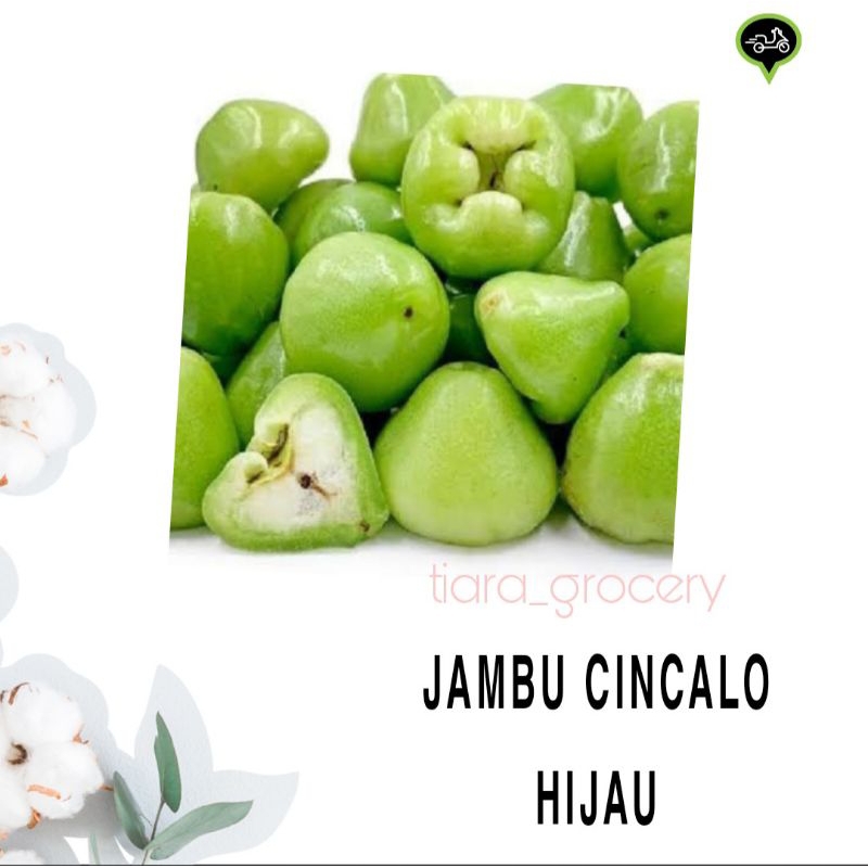 

Jambu cincalo hijau/merah