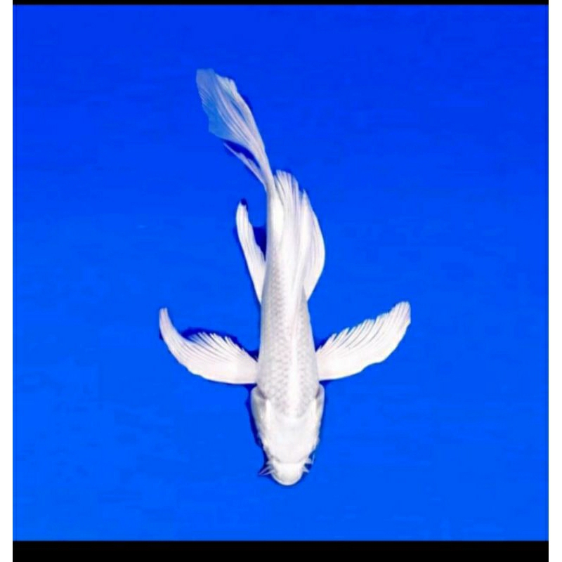 

koi platinum slayer berkualitas grade A ukuran 25-30cm