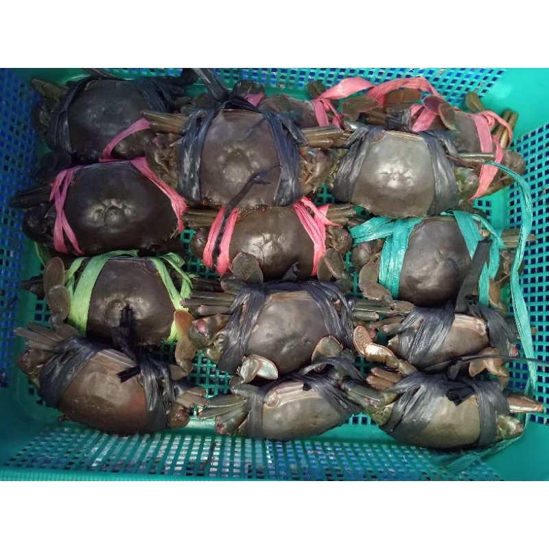 

Kepiting Bakau Mentah 1kg