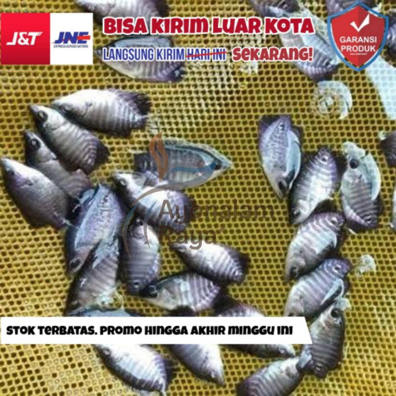 Bibit Ikan Gurame Soang Super Hidup Ukuran 123 Jari 100 Ekor Terdekat