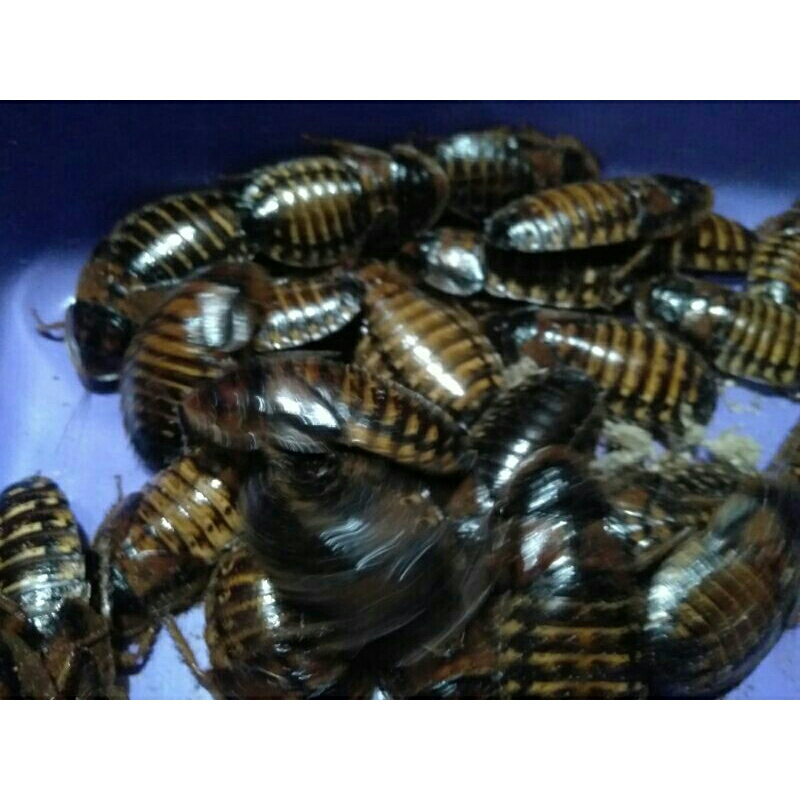 mainan anak kecoa dubia