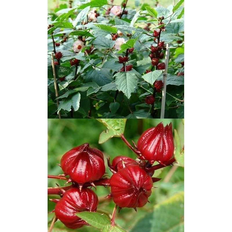 tanaman bunga herbal rosella