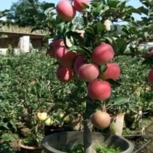 bibit buah apel fuji