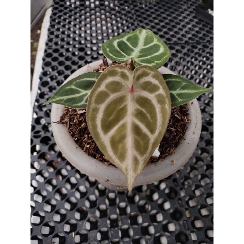 Anthurium dorayaki x red crystallinum