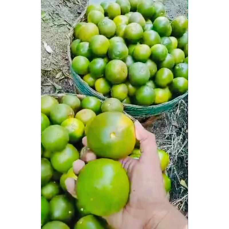 

jeruk manis super