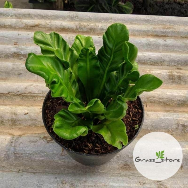 Tanaman hias kadaka lasagna - Kadaka Lasagna