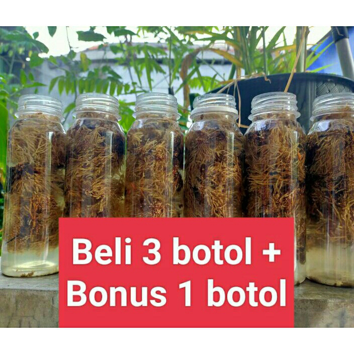 KODE 77 Spora Bibit Biang Jamur JAKABA Pupuk Organik