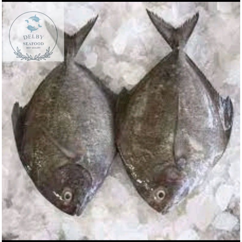 

Bawal Hitam beku kapal 1 kg