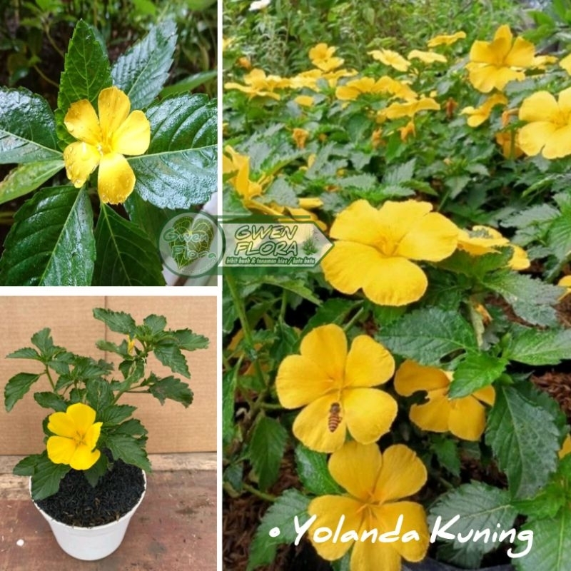 Tanaman Yolanda Kuning Murah