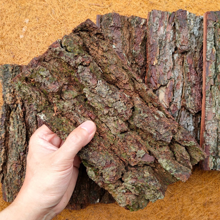 C6369 Kulit kayu pinus background vivarium rumah isopod hiasan terrarium