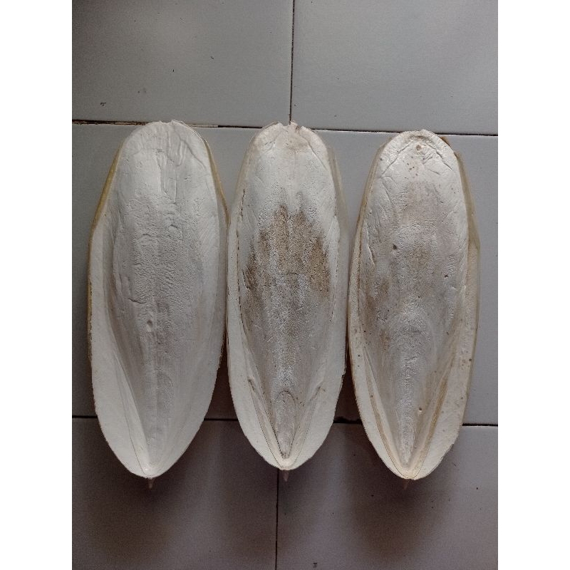 Tulang Sotong Super Jumbo 33-35 & 36-39 CM