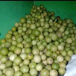 

buah maja / mojo
