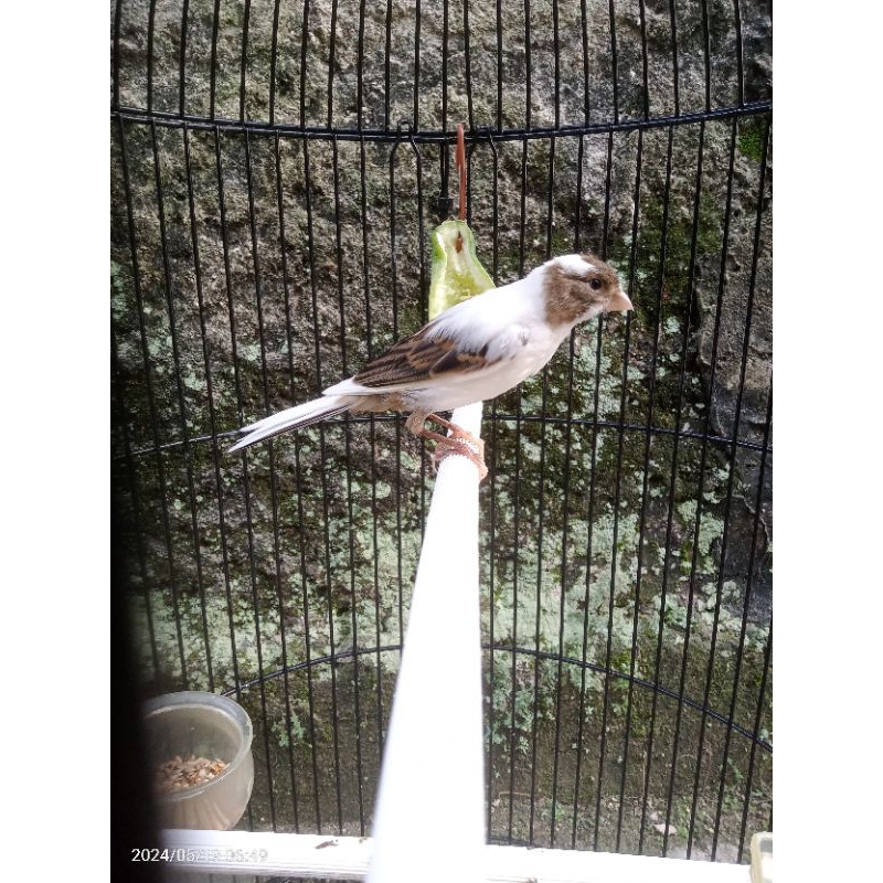 Kenari Paud Loper Panda Jantan