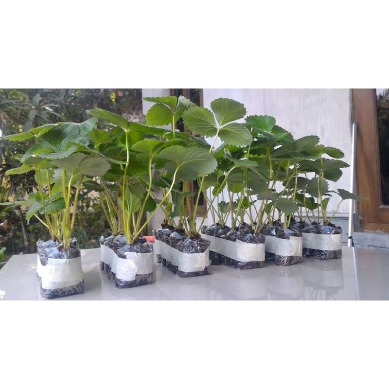 PAKET  BIBIT STRAWBERRY JUMBO MANIS JENIS MANORA BIBIT UNGGUL BERKUALITAS COD 1 PAKET BRISI 5 BIBIT 