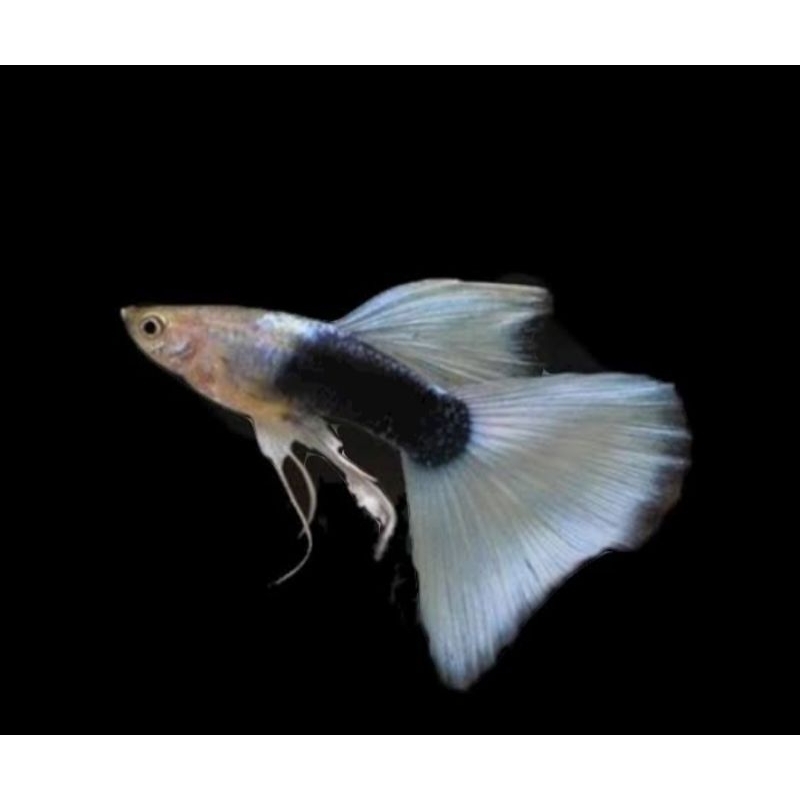 pakan + Guppy Hb white